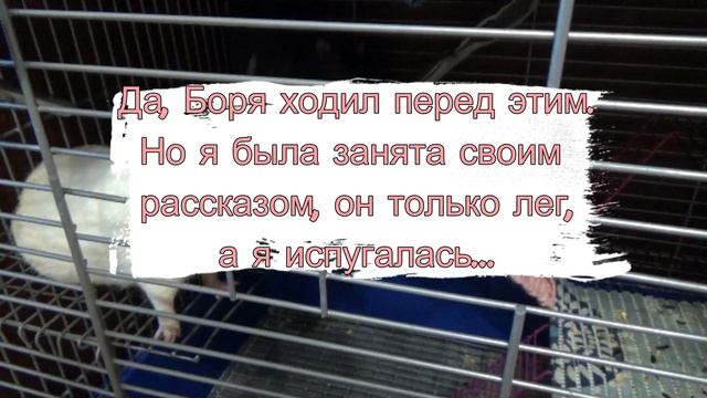 Можно ли крысе дать сухарь (сушеный хлеб) Боря подавился! смотреть онлайн