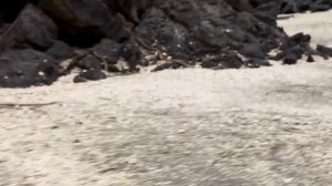 Новорожденная игуана убегает от змей. Потрясающее видео.