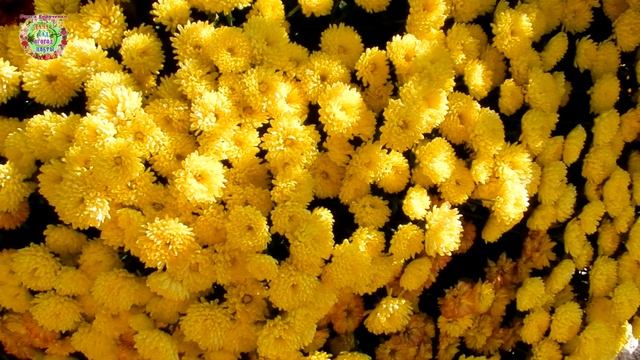 Жёлтые хризантемы - символ здоровья, процветания, достатка и радости смотреть онлайн