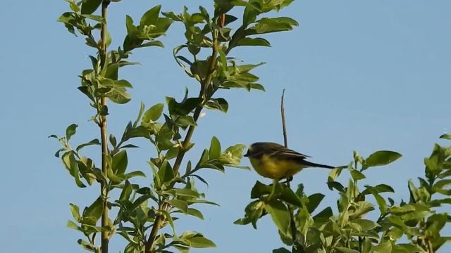 Птицы. Жёлтая трясогузка смотреть онлайн