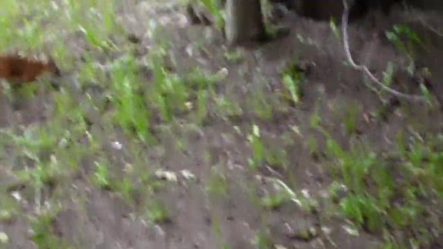 Белка в Воронцовском парке Москвы смотреть онлайн