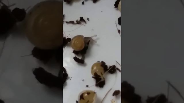 Яйца улиток вылупляются