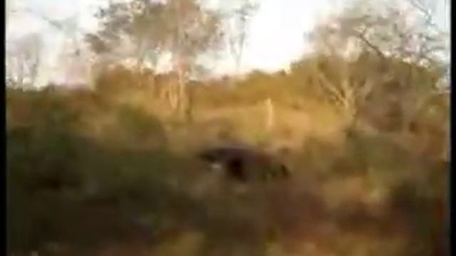 Giant Anteater VS Domestic Dog (German Shepherd) смотреть онлайн