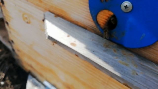 1 апреля Анекдот + первая пыльца. смотреть онлайн