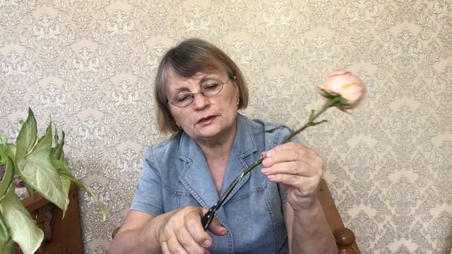УКОРЕНЕНИЕ РОЗЫ ИЗ БУКЕТА часть 1  ЛЕГКИЙ  способ укоренения черенков роз