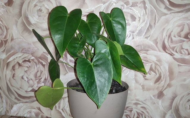 Антуриум. Посадка молодых растений. смотреть онлайн