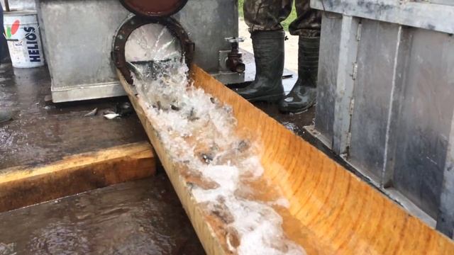 Зарыбление Сорочьего лога сазаном , карпом , белым амуром и толстолобиком . видео 2 смотреть онлайн