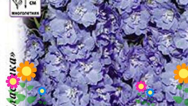 Дельфиниум культурный (Голубое Кружево). Краткий обзор, описание характеристик, где купить семена смотреть онлайн