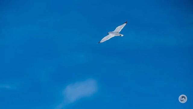 Fujifilm X-H2 Quick Review | Fuji's Jack Of All Trades