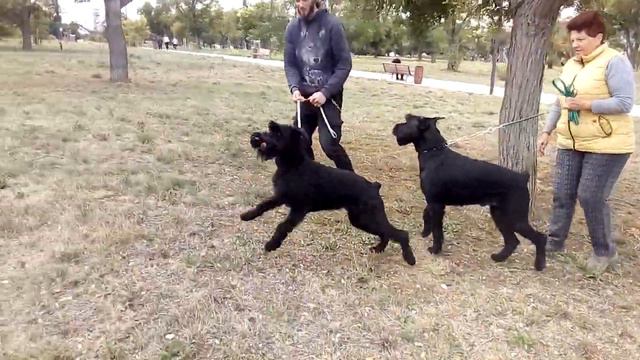 п-к Роман-Кош Роман-Кош Улан-Батор и  Цирцея. Пулька. 26.09.21. Нац. в-ка. парк Учкуевка