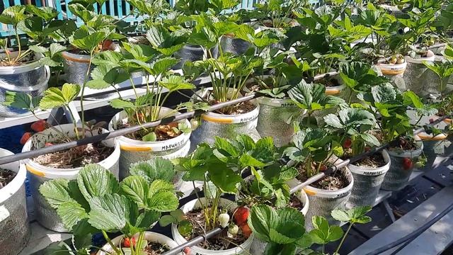 Выращивание клубники в ведрах смотреть онлайн