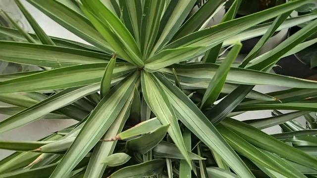 Yucca elephantipes 'Emilia' смотреть онлайн