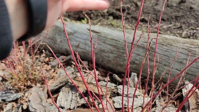 Весенние работы на ягодной плантации! Малина, голубика, ежевика, земляника смотреть онлайн