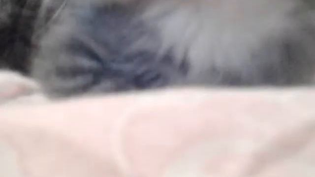 Взяли котёнка у моей подруги)) смотреть онлайн