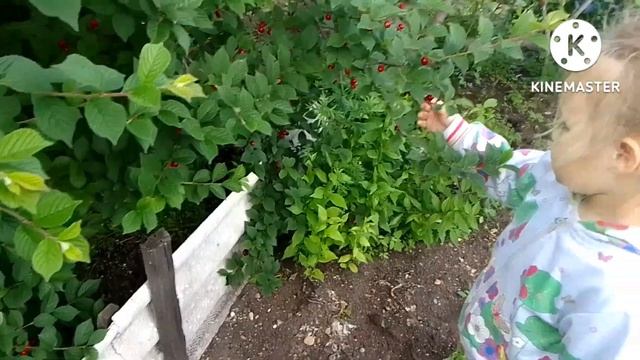 гриб из Красной книги / чай на ферментацию из малины / вишни поспели в саду смотреть онлайн