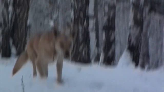 Прыгаю разрывник в пухляк / щеночки и собачий генг-бенг смотреть онлайн