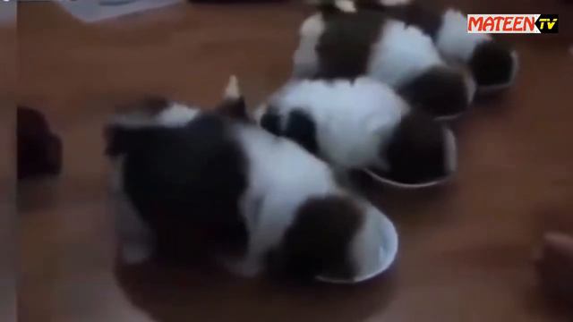 #TalentedDog | #TrainedDog | Video Compilation смотреть онлайн