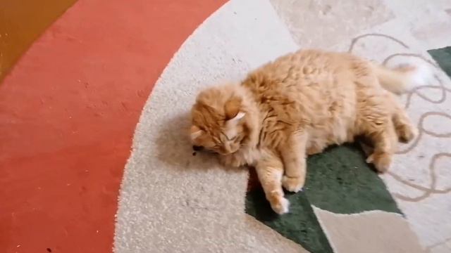 Реакция котов на маслины: умора невероятная! смотреть онлайн