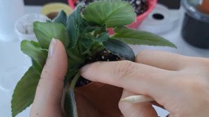 Пасынки на фиалках, как отделить?