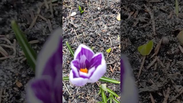 КРОКУСЫ (ШАФРАН) (Crocus, Sativus) (2) #Shorts смотреть онлайн