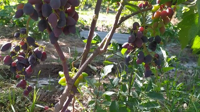 Виноград Ромбик начало созревание 19 июня 2020 смотреть онлайн