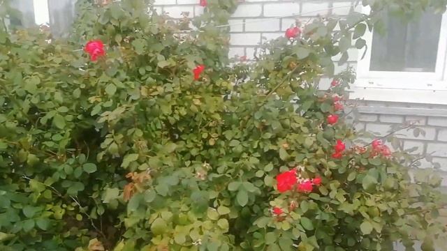 Роза "Высший свет" осенью. смотреть онлайн
