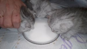 Как кормить котят?!2 недели! Шотландские котята!Первый прикорм-СЛИВКИ!