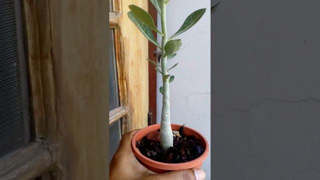 Differences Between Arabicum And Obesum Adenium ( Golden Crown Geronimo And Obesum)