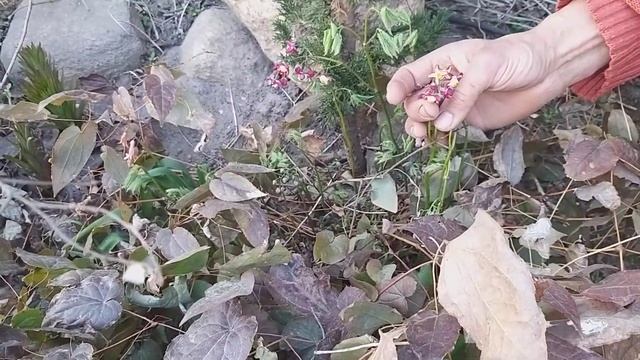 Прогулка по моему саду в середине апреля - цветут миндаль фенцеля, гуми, смородина кровяно-красная смотреть онлайн