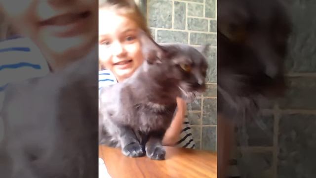 Что делать если кошка (кот) хотят пару? смотреть онлайн