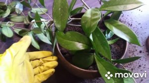 Хойя. Новая опора с пересадкой