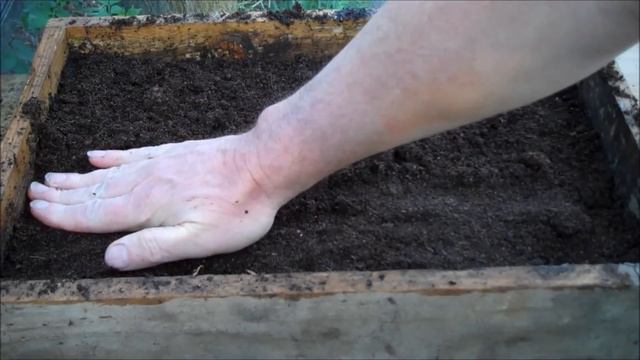 How to Grow Spring Onions from Seed смотреть онлайн
