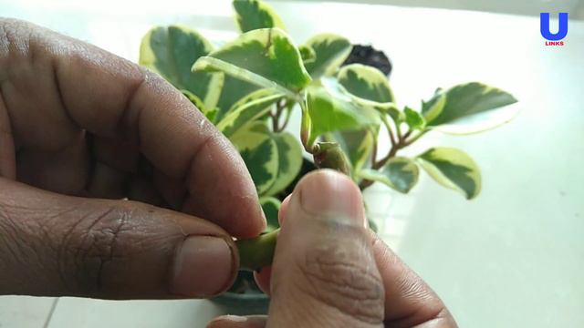 how to grow ficus safari plant from cuttings смотреть онлайн