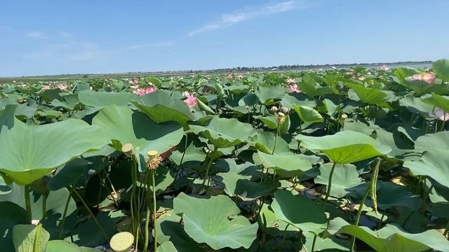 Самое лучшее предложение в Голубицкой.Лотосы. Прогулка на катере. Море положительных эмоций. смотреть онлайн