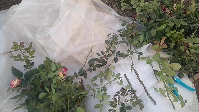 Черенкование роз осенью.Что влияет на укоренение. смотреть онлайн