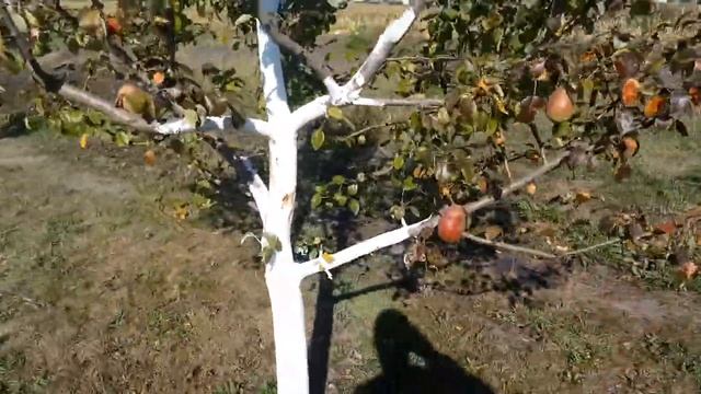 Груша Велеса смотреть онлайн