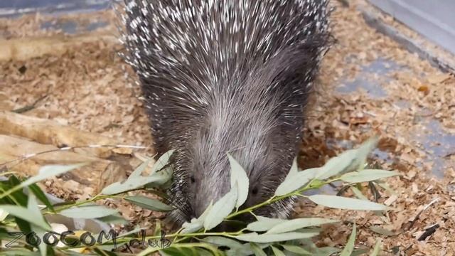 Дикобразам тоже досталось вкусняшек :) смотреть онлайн