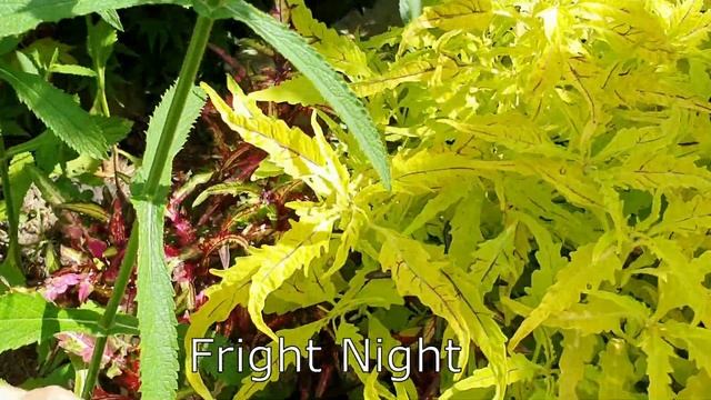 КОЛЕУСЫ: обзор 65 сортов с названиями. Выращивание в горшке и в саду смотреть онлайн