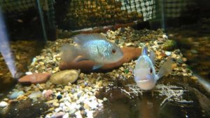 Нерест неоновых  наннакар, проклев малька