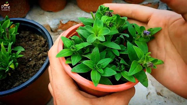 The Ultimate Guide On Petunia Flower Plant Care! (7-Growth Hacks) смотреть онлайн