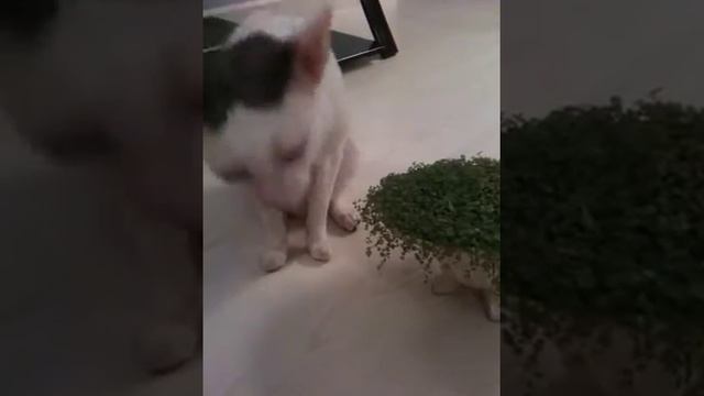 Цветоед смотреть онлайн