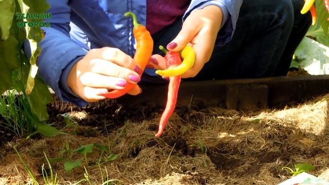 Шесть лучших сортов ОСТРОГО ПЕРЦА! Советы от ЗЕЛЕНОГО ОГОРОДА!