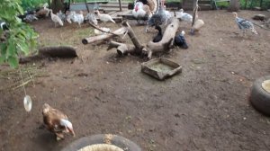 Крепкие и здоровые индюки. Кормление и уход.