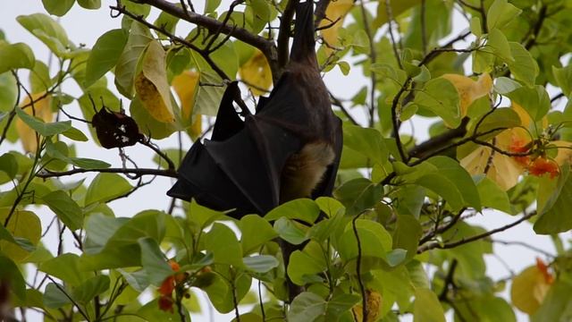 летающая собака (мальдивы) смотреть онлайн