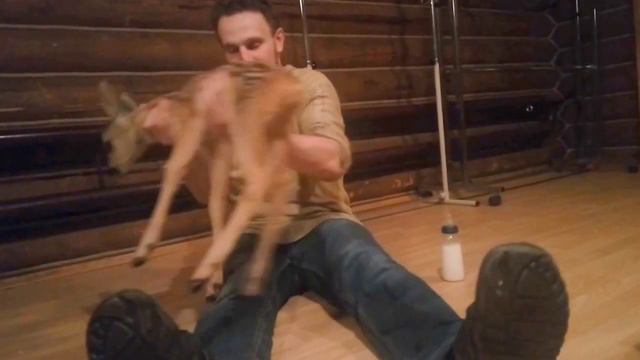 Артем кормит лань смотреть онлайн