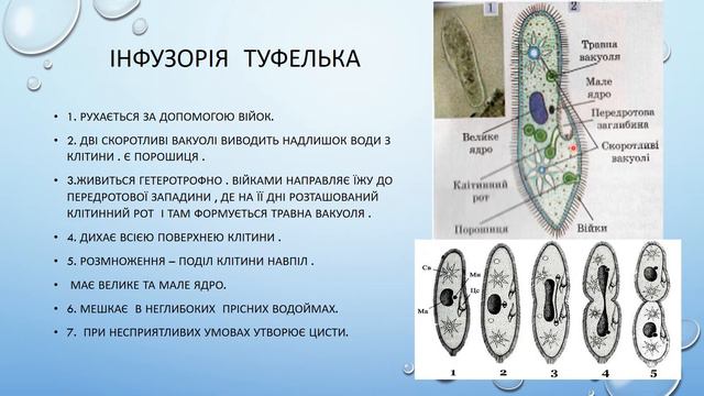 одноклітинні твариноподібні організми смотреть онлайн