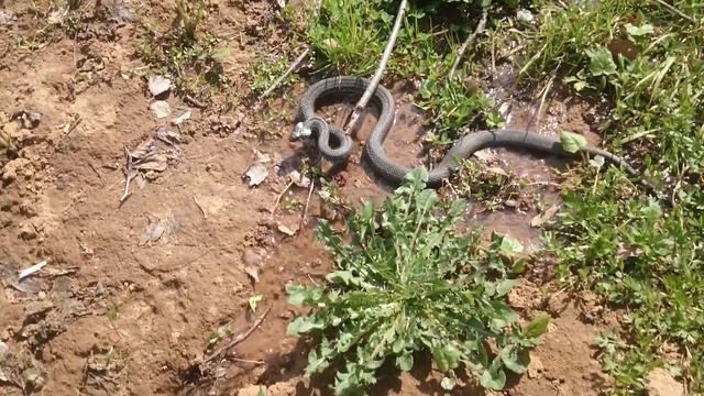Змея. Чеховский район. Московская область. смотреть онлайн