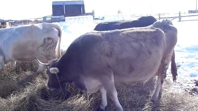 Раздой коров .