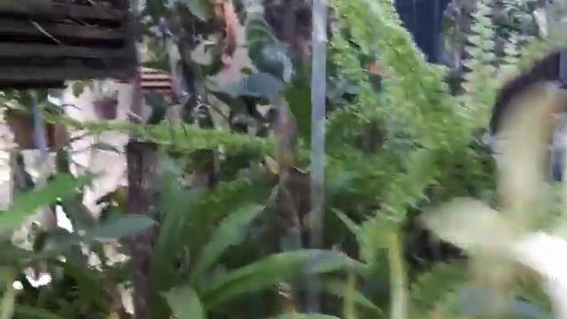 Como ACERTAR no cultivo da cattleya FORBESII🌺 смотреть онлайн