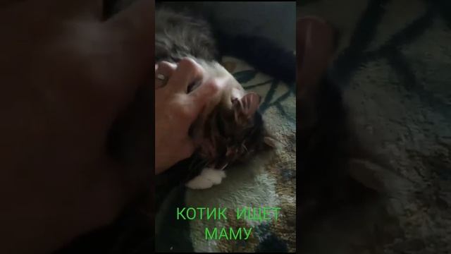 Толик ищет маму.Нежный и ласковый мальчик смотреть онлайн